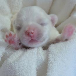 Name to follow - White male Maltese puppy in Palatka, Florida from Boshi Maltese
