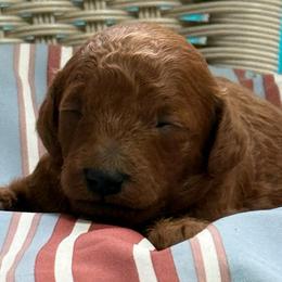 Female 4 - Red  female Poodle puppy in Bettendorf, Iowa from Red Door Poodles