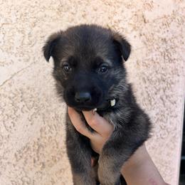 White Collar Male - Paschal - Sable male German Shepherd puppy in Adelanto, California from Würdighaus Kennels