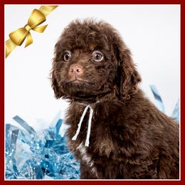 Chestnut - Brown and tan male Cockapoo puppy in Connersville, Indiana from Deaz Doodle Ranch