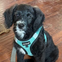 Dopey (Snow White's Dwarf) - Black male Bernedoodle puppy in Churchill County Fallon, Nevada from Card Family Ranch