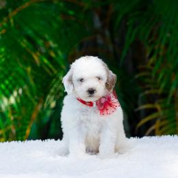 Bonnie - Parti female Goldendoodle puppy in Fort Myers, Florida from Corgis & Doodles