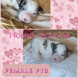 Snow Bell - Merle female Goldendoodle puppy in North Branch, Michigan from Graceful Miniature Goldendoodles