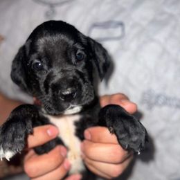 Great Dane Puppies from Great Dane Dynasty