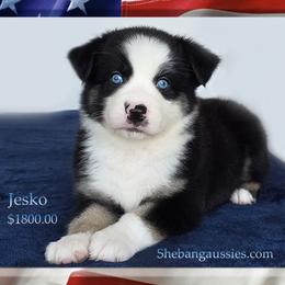 Jesko - Black tri male Miniature Australian Shepherd puppy in Ellsinore, Missouri from Shebang Aussies