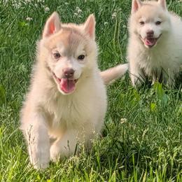 Spade - Red and white female Siberian Husky puppy in Wisconsin from Liberty Siberians