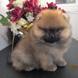 Pomeranian Puppies from Storm Pomeranians
