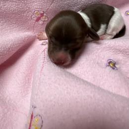 Girl 2 - Piebald female Dachshund puppy in Columbiana, Alabama from Tonya's Dachshunds