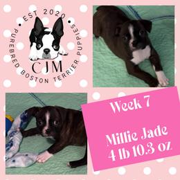 CJM Millie Jade - Black and white female Boston Terrier puppy in Jupiter, Florida from CJM Boston and Boxer Puppies