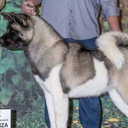 Akita from Kicho Na Akitas