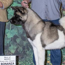 Akita from Kicho Na Akitas