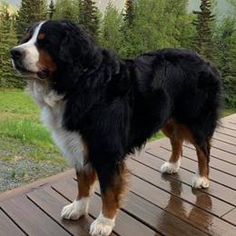 Bernese Mountain Dog All Grown Up from Darlis Meyer