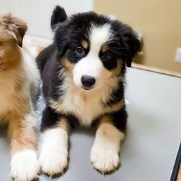 Wishbone - Black tri-color male Australian Shepherd puppy in Belton, Texas from Brilliant Beautiful Australian Shepherds