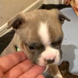Chenik - Blue male Boston Terrier puppy in Monroe, Washington from Nordkyn Boston Terriers