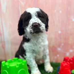 Cricket - White and liver female English Springer Spaniel puppy in Rogers, Ohio from StoneyBrook Setters