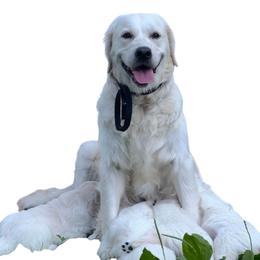 Piper - Golden Retriever