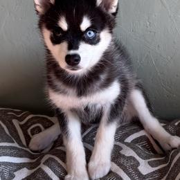 Ringo - Black and white male Alaskan Klee Kai puppy in Winthrop, Minnesota from Kayobi Shibas