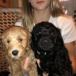 Bernedoodle and Goldendoodle Puppies from Saratoga Goldendoodles