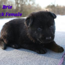 Brie - Black female German Shepherd puppy in Ratcliff, Arkansas from Ridgeline Shepherds