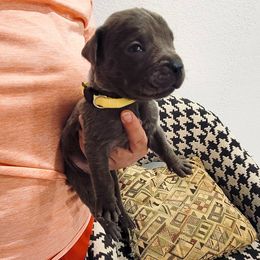 Boy 5 - Gray male Cane Corso puppy in Granbury, Texas from Revolutions Kennel