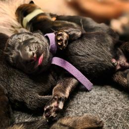 Purple collar (Bucky) - Black and red male German Shepherd puppy in Hermitage, Pennsylvania from Shepherds of the Hundred Acres