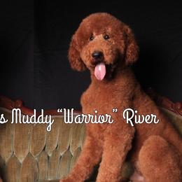 Warrior - Poodle