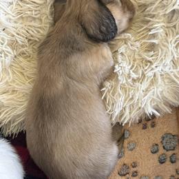 Cowboy - Cream male Dachshund puppy in Elizabeth, Colorado from Wieners are Wonderful