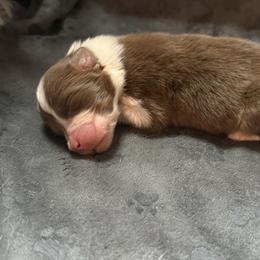 Red tri girl - Red tri-color female Australian Shepherd puppy in Saint Augustine, Florida from NorthBeach Aussies