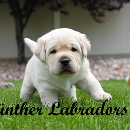 Labrador Retriever Puppies from Günther Labradors