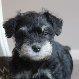 Macy - Black and silver female Miniature Schnauzer puppy in Richardton, North Dakota from Crooked Tree Ranch