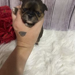 Boy 1 - Sable male Shih Tzu puppy in Tenino, Washington from Fantasy Realm Shih Tzus