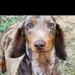 Frankie - Dachshund