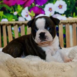 Boston Terrier Puppies from Piper Hill Bostons