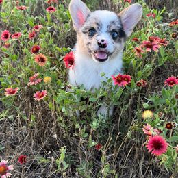 American Corgi and Pembroke Welsh Corgi Puppies from Grassy Lake Corgis