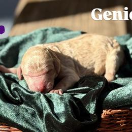 Genie - Apricot female Poodle puppy in Brooksville, Florida from Ariella Standard Poodles & Chinese Cresteds