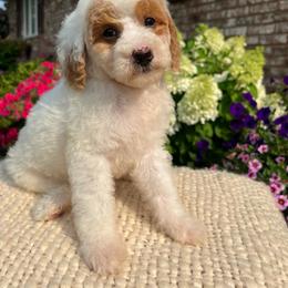 Apollo - Parti male Goldendoodle puppy in Ottawa, Ohio from Simply Beautiful Goldendoodles