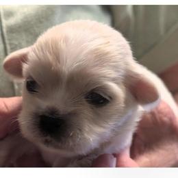 Houston - Cream male Lhasa Apso puppy in Fort Worth, Texas from Cynthia's Lhasa Apsos