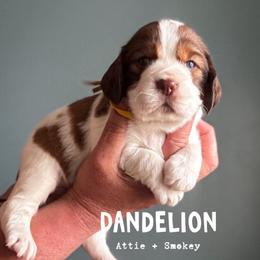 Dandilion - Red and white female English Springer Spaniel puppy in Tupalo, Mississippi from Butterfield Trail Farm