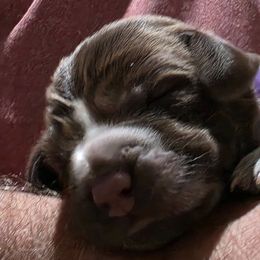 Purple - Brown and gray male Wirehaired Pointing Griffon puppy in Maiden, North Carolina from Saint Barbara's Wirehaired Pointing Griffons