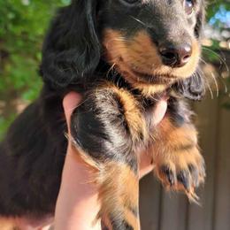Dachshund Puppies from October Hounds
