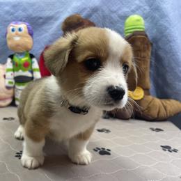 Howard - Sable male Pembroke Welsh Corgi puppy in Apison, Tennessee from Ashmore Corgis