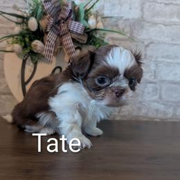 Tate - Liver and white male Shih Tzu puppy in West Pawlet, Vermont from Morgan's Shih Tzus