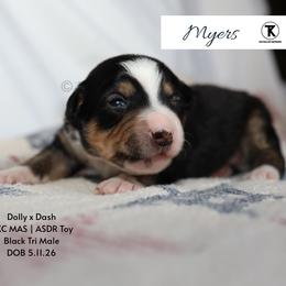 Myers- BTM1 - Black tri male Toy Australian Shepherd puppy in Nacogdoches, Texas from TK Standard, Mini, & Toy Aussies