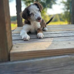 Hannah - Red tri female Miniature Australian Shepherd puppy in Doddridge, Arkansas from Huddleston Farm