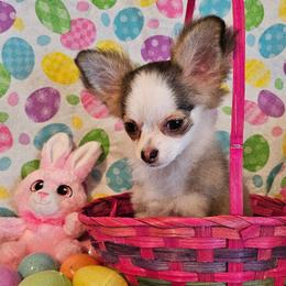 AKC Champion Sired Mia - Black sabled fawn female Chihuahua puppy in Newport, Maine from Pinewood Acres Chihuahuas