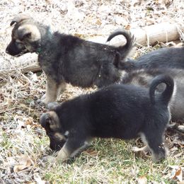 German Shepherd Puppies from Von Prinz German Shepherds