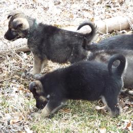 German Shepherd Puppies from Von Prinz German Shepherds