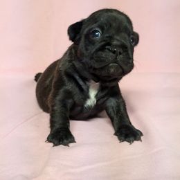 French Bulldog Puppies from Cedar Grove Bullies