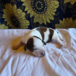 Boy 2 - Piebald male Dachshund puppy in Fallon, Nevada from Butterbean Dachshunds