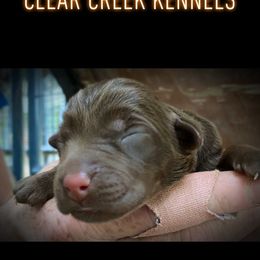 Dilute Retriever and Labrador Retriever Puppies from Clear Creek Kennels